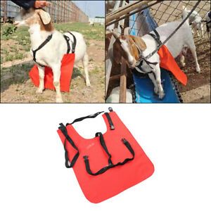Anti Mating Odor Control Urine Scald Apron w/ Centeredon Harness For Goats/Sheep