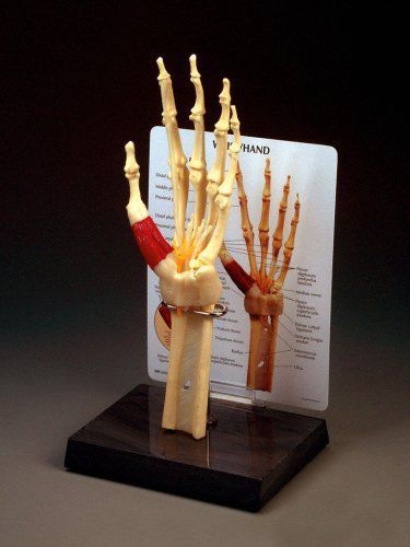 G192 HAND/WRIST ANATOMY MODEL*BRAND NIB* ANATOMICAL CHART COMPANY