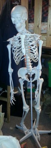 3B Scientific A10 Plastic Human Skeleton Model, 66.9&#034; Height &#034;Star&#034;