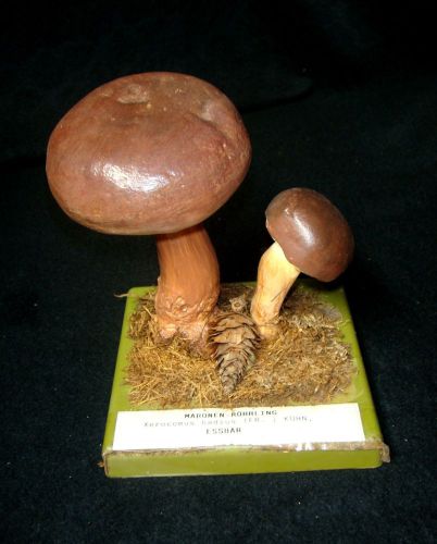 SOMSO Biology Mushroom Model