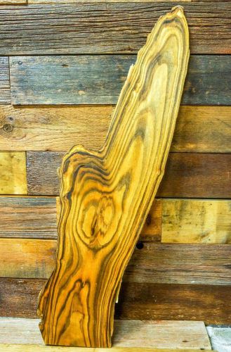 WOW Large Staghorn Sumac Live Edge Wood Slab! 28yr AD Lumber/Board Turning Blank