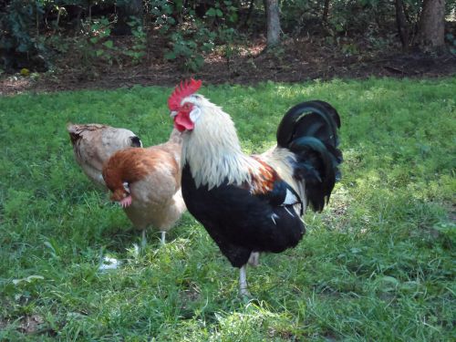 12+ Sulmtaler Chicken Hatching Eggs (ultra rare greenfire farms)