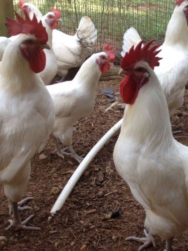 &#034;Worlds Best Chicken&#034; 25 White Breese Hatching Eggs Npip Certified