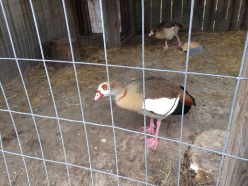 4 Egyptian Geese  Hatching Eggs