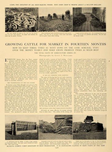 1905 article corn alfalfa raising cattle agriculture - original cl5 for sale