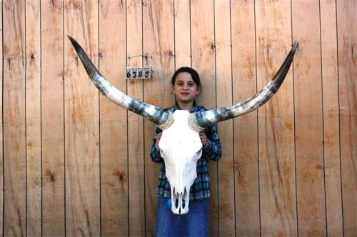 Steer skull long horns 3&#039; 11&#034; cow bull skulls horn h6385 for sale