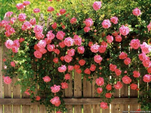 Fresh beautiful pink climbing rose bush (10 seeds) roses..winter hardy. wow!!!! for sale
