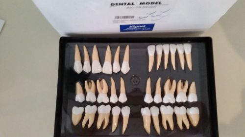 32 BRAND NEW ANATOMICAL TOOTH WITH ROOTS MODEL DEMOSTRATION PIECES TEETH STUDY-