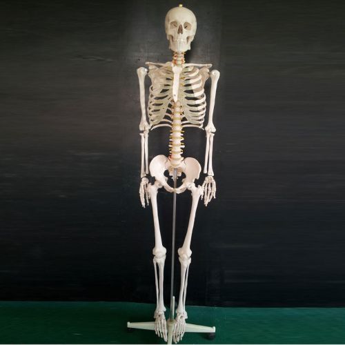 best quality Anatomical Human Skeleton Model Half Size 85cm Brand New