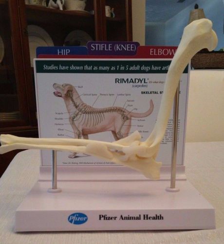 Canine Elbow Anatomy Model Veterinary with 3 key cards Dog