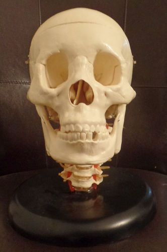 \ Life Size High Quality Human Adult Skull and C Spine Medical Model on Stand /