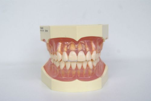Human Teeth Dental Model