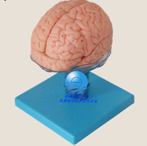 NEW Medical Anatomical Human Brain Model With Arteries 61
