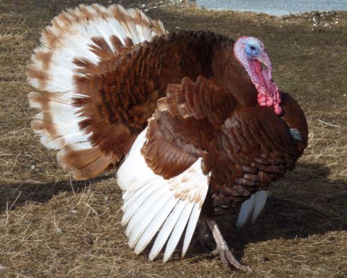 HOW TO RAISE Turkeys 70+Books and guides on 1 cd pens hatching + more GOOD LUCK