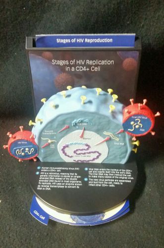 Boehringer Anatomical Model HIV Virus Biology Model AIDS Viral Infection NEW