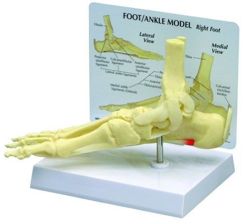 Foot and Ankle Bone Joint Anatomical Model