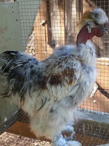 7+ SILKIE SHOWGIRLS HATCHING EGGS