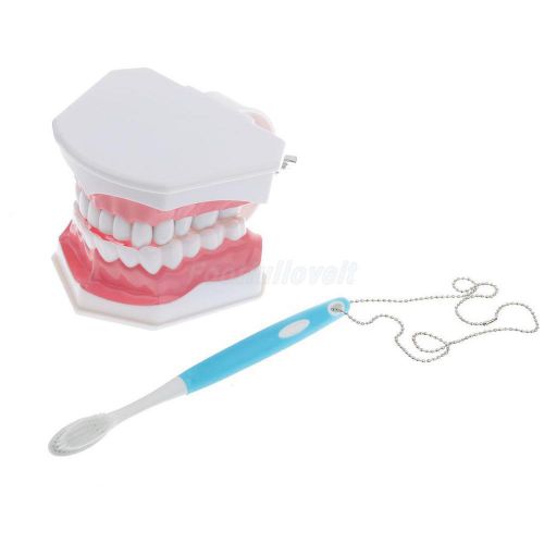 28-teeth standard dental teaching study adult standard typodont teeth model for sale