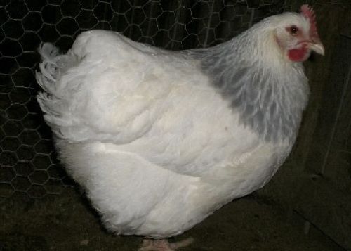 8 CORONATION SUSSEX HATCHING EGGS~BIG AND BEAUTIFUL 100% PURE~NPIP