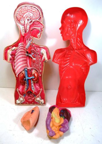 27&#034; Hubbard Scientific Male Torso Anatomical Medical Model Skeleton Anatomy
