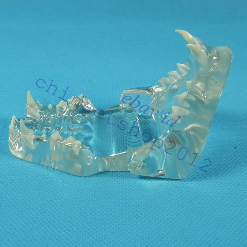 HS Feline Jaw Teeth CLEAR TRANSPARENT Model VET Anatomy cat display study