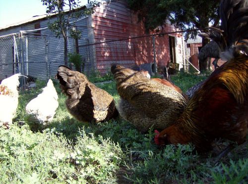 10+  Ameraucana Hatching eggs