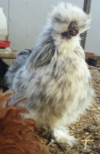 8+ Assorted Bantam Pure Breed Hatching Eggs Frizzles Possible NPIP