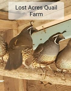 12 California Valley Quail  Hatching Eggs