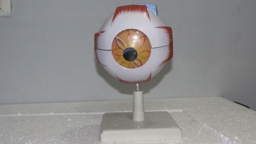 Eye Model Educational Used