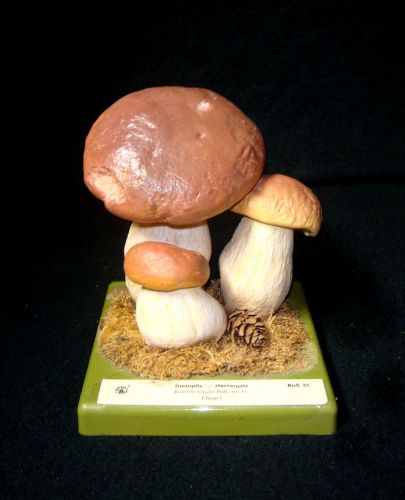 SOMSO Mushroom Fungi Model BoS 31  Boletus Edulis BULL. ex FR.