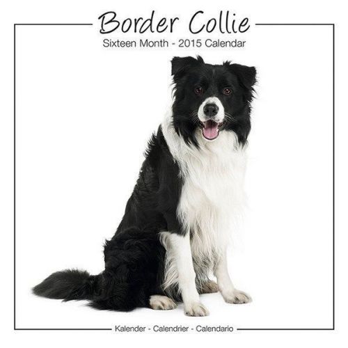 New 2015 border collie wall calendar by avonside- free priority shipping! for sale