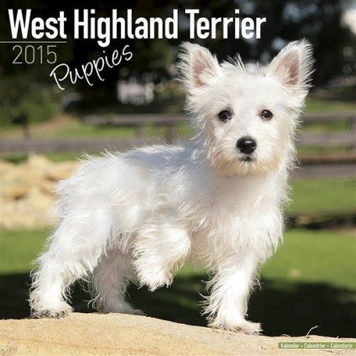 NEW 2015 West Highland Terrier Puppies Calendar by Avonside- Free Priority Shipp