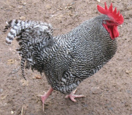 10+  Pure Bred Heritage Barred Rock Chicken Hatching Eggs NPIP