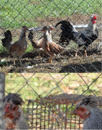 7+Chicken Gamefowl Hatching Eggs Pure Ginn Grey Toppy-Pre-Sale shipsin30to45days