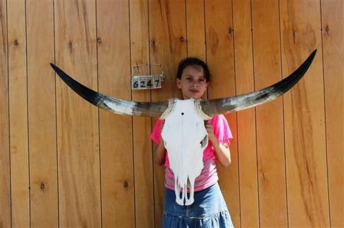 Steer skull long horns 3&#039; 9&#034; cow bull skulls horn h6247 for sale
