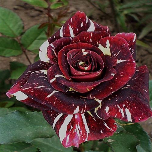 Rare abracadabra rose (10 seeds) beautiful striped roses.hardy.wow!!, l@@k!!!!! for sale