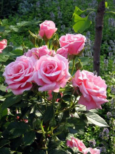 Fresh beautiful &#034;powder pink&#034; china rose (10 seeds) roses.hardy, wow! l@@k!!!! for sale