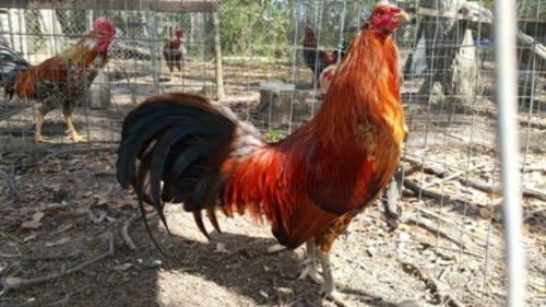 12 assort Redquill to  Redquill, Sid Taylor,Dom pumpkin  Gamefowl Hatching Eggs