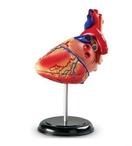 Heart Model Human Anatomical Learning Resources Free Shipping