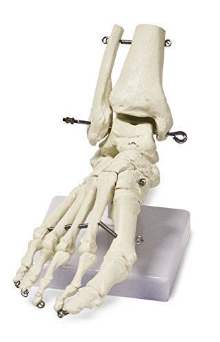 Walter Products B10211 Human Foot Skeleton Model on Base, Life Size,