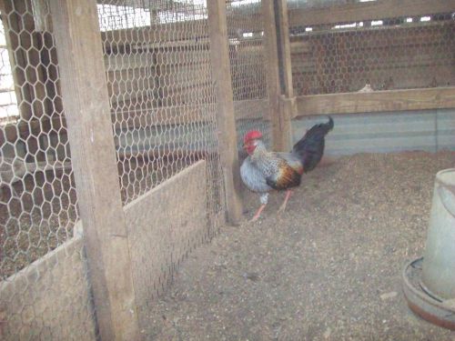 4 Gray Junglefowl Hatching eggs extremely rare