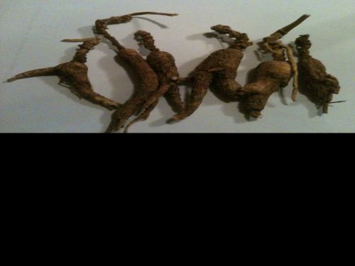 10.2 GRAM  DRY Wisconsin WILD GINSENG ROOTS VERY OLD With LONG NECKS