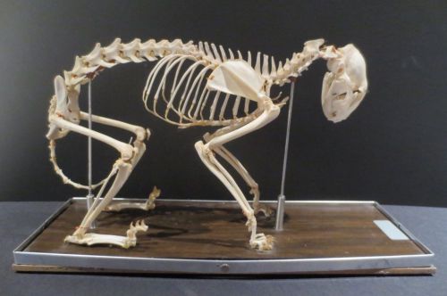 Vintage Real Natural Bone Articulated Cat Skeleton Carolina Biological