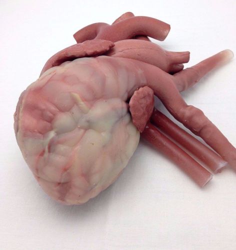 CHAMBERLAIN GROUP ANATOMICAL HEART MUSCLE ORGAN MODEL - REALISTIC