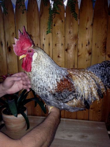 CREAM CRESTED LEGBAR 12 HATCHING EGGS CANADIAN LINE no GFF Blood 100% PURE BREED