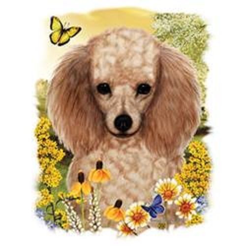 Honey Poodle Dog Floral HEAT PRESS TRANSFER PRINT for Shirt Sweatshirt 895