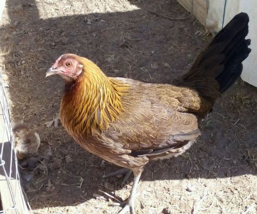 Gamefowl hatching eggs 1 Pure leiper pullets