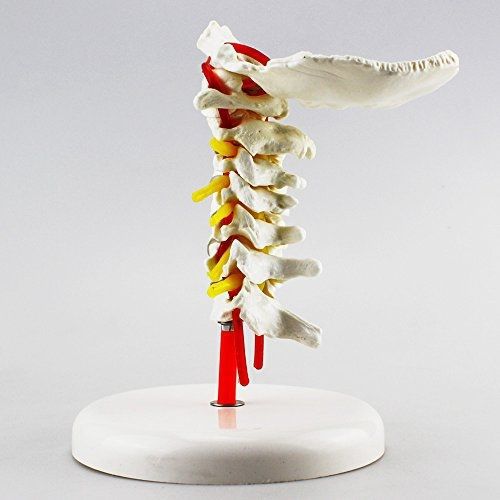 Airgoesin Cervical Vertebra Arteria Spine Spinal Nerves Anatomical Model Anatomy