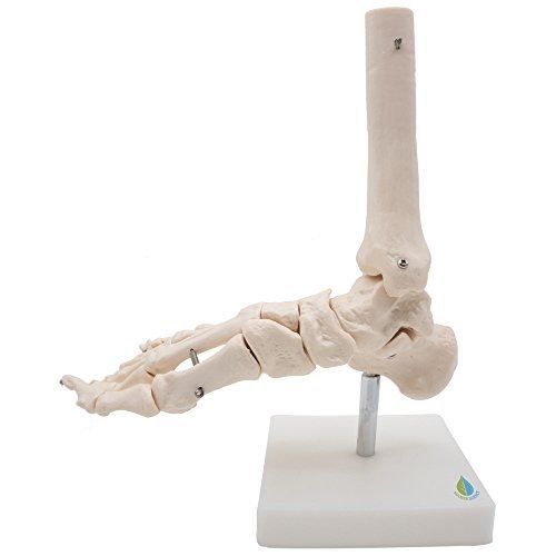 Foot and ankle Skeleton Model,Kouber Human Anatomical Model,Life Size,Height 11&#034;