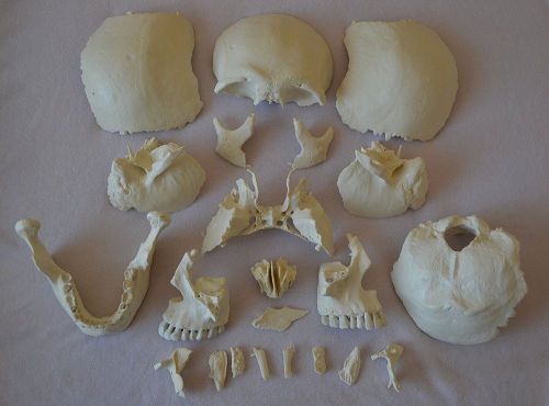 Wellden Product Human Medical Anatomical Adult Osteopathic Skull Model, 22-Part